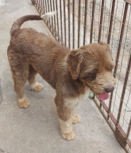 Doação Thor
