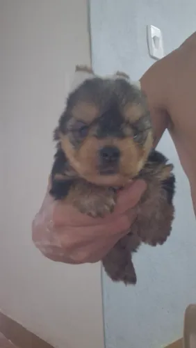 Cães 