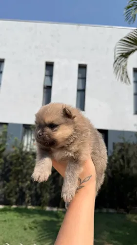 Cachorro