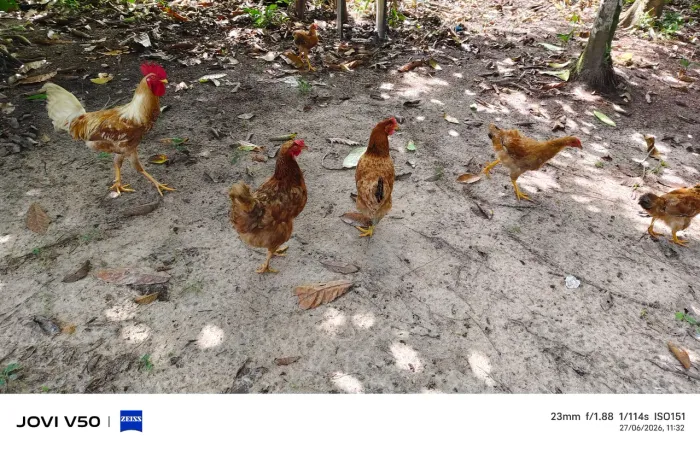 Frangos caipira partir de 45