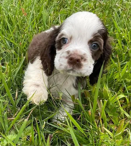 Cocker spaniel filhote