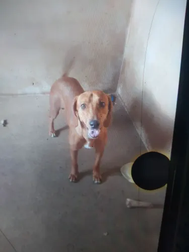 Cachorro americano 