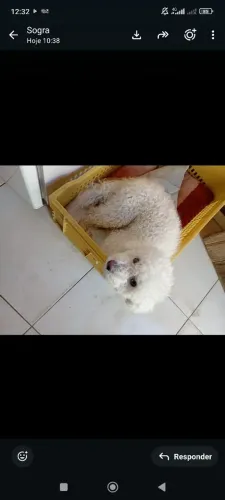 Doa se esse cachorro