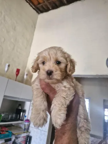 Poodle macho