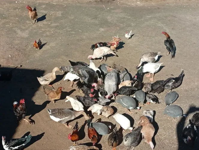 Criação +-100 Aves diversas