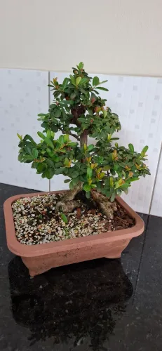 Bonsai Piracantha Vermelha com 12 anos de idade