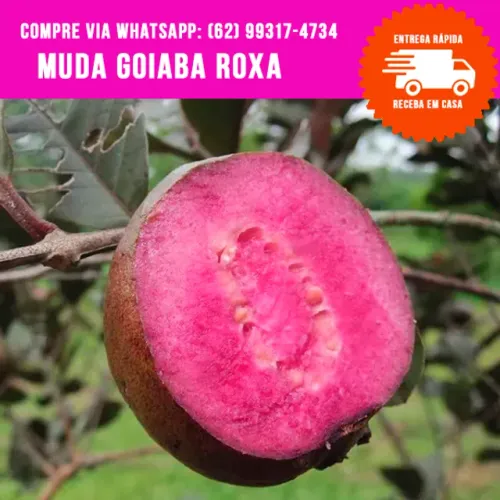 Muda de Goiaba Roxa