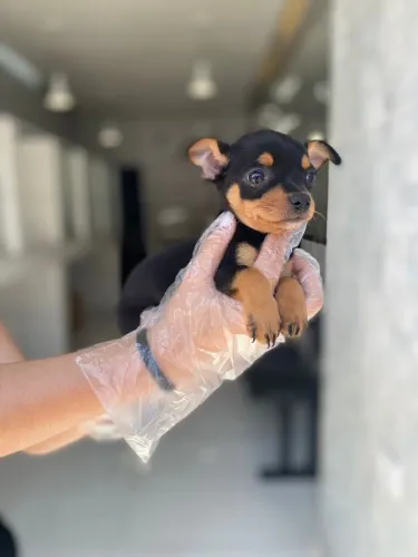 Pinscher Miniatura- Filhotinho com 57 dias de vida com todas as garantias em contrato-Dani