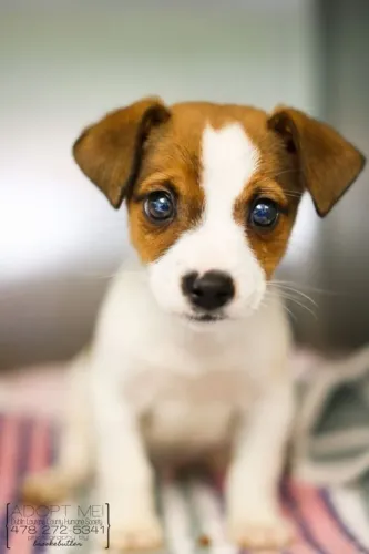 Adoráveis Jack Russell à Venda