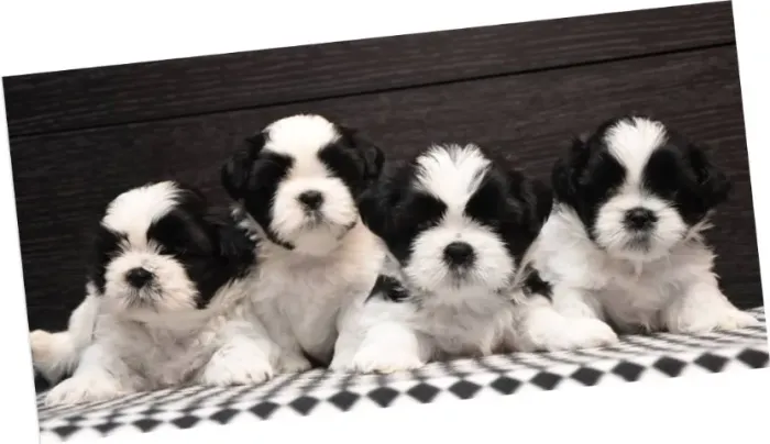 Shih-Tzu Micro Caramelo Macho - Porte Pequeno e Personalidade Encantadora!
