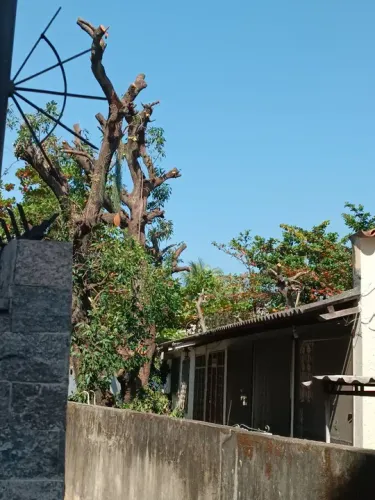 Poda de árvore, serviço com segurança e profissionalismo 