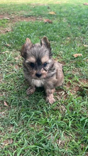 Yorkshire micro golduster (gold) 799.00