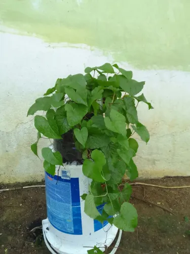 Amor Agarradinho,Planta Ornamental em Balde