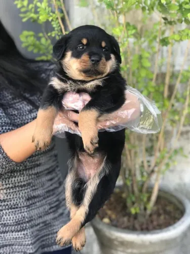 Rottweiler fêmea lindo filhotes com 59 dias com pedigree e vacinado 