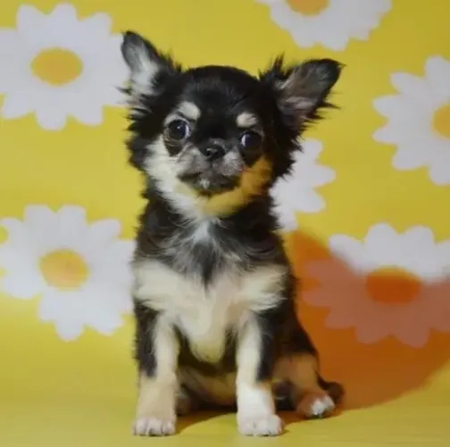 Chihuahua Mini Macho Alegre e Ativo
