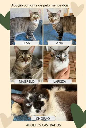 DOA-SE GATOS CASTRADOS