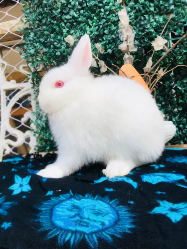 Coelho anão netherland dwarf padrão pet - macho 