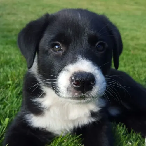 Border collie doses diárias de carinho 