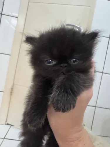 Gata persa filhote