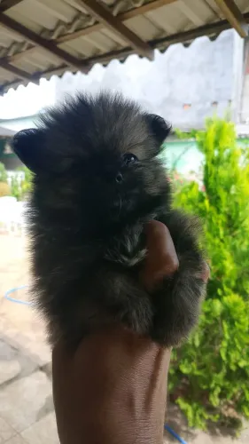 VENDE-SE DOIS FILHOTES MACHOS DE SPITZ ALEMÃO (LULU DA POMERÂNIA)!!!