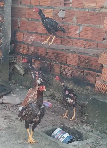 Galo carioca