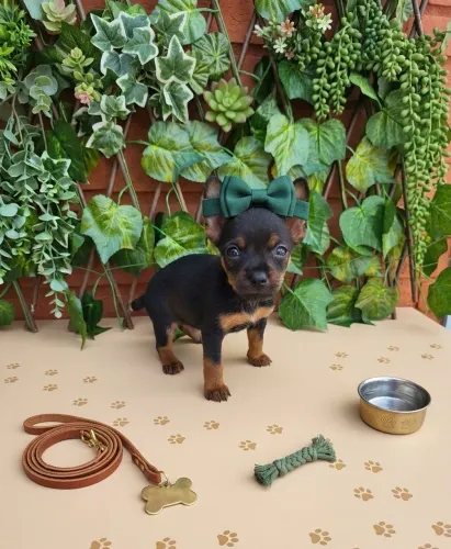Pinscher