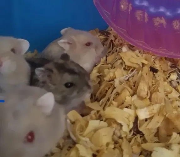 Vendo filhotes de hamster anao russo