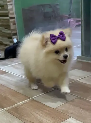 Venda spitz alemão fêmea Lulu da pomerania