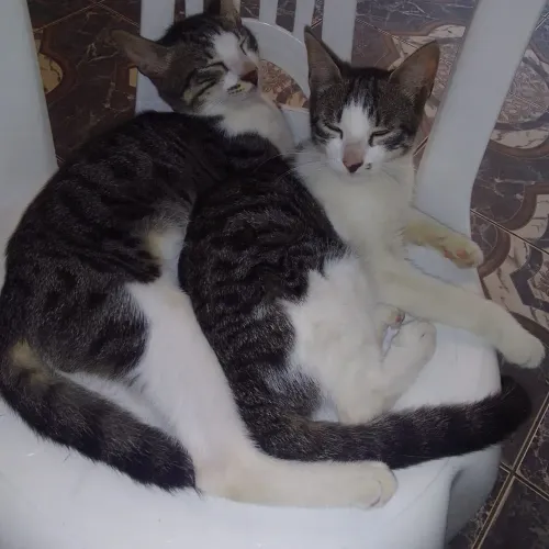 Gatos siamês de 6 meses (macho e fêmea)