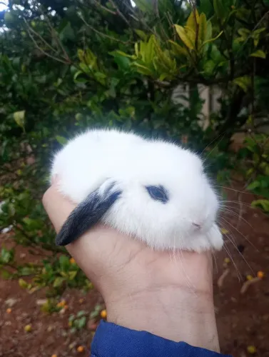 Filhotes de coelho mini lop