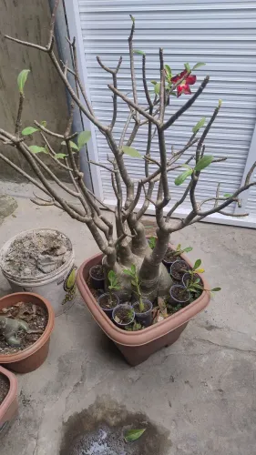 Rosa do deserto 350 reais menor preço do mercado