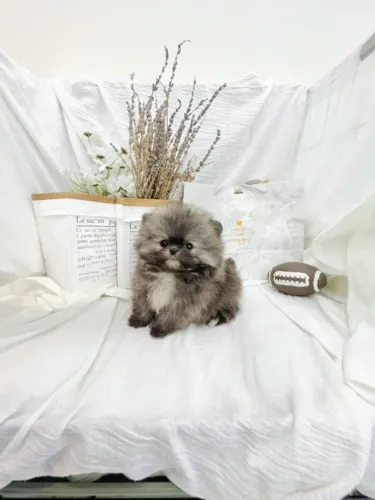 Filhote de cachorro spitz alemão/lulu da pomerânia super dócil ativo