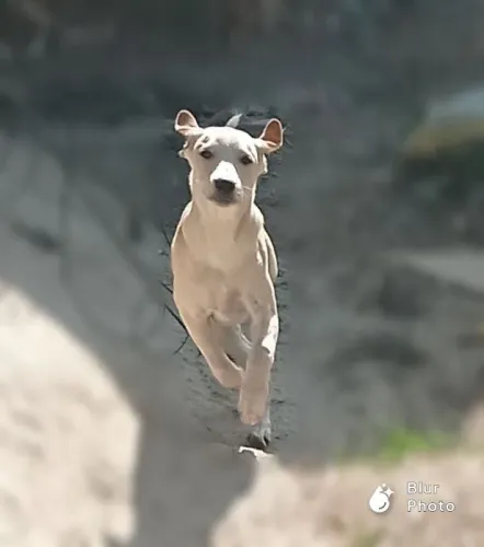 Doa - se Filhote de Cachorro 