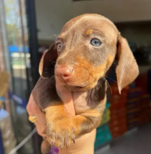 Filhote fêmea  Basset dachshund mini!! Maravilhosa 