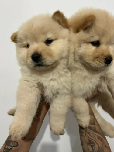 Chow Chow VALOR PROMOCIONAL Entregamos no conforto do seu lar