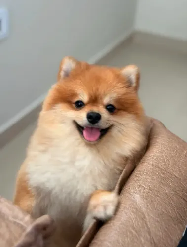     Spitz Alemão Macho Saudável para Cruza ?