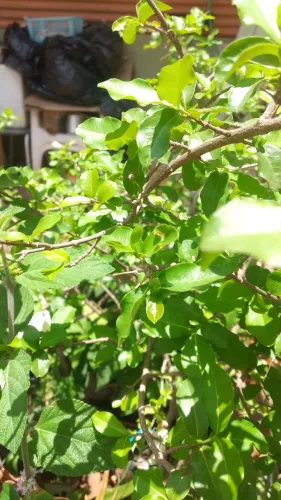 Pés acerola produzindo