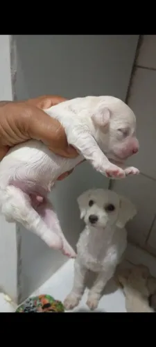 Vendo filhote de pooble número 1 , valor , 500  são pooble mesmo.sem mistura de ração 