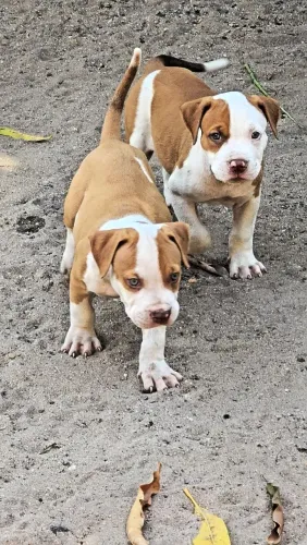 Filhotes de pitmonster com pedigree.