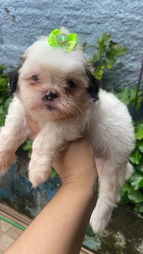 Menino perfeito Shih tzu
