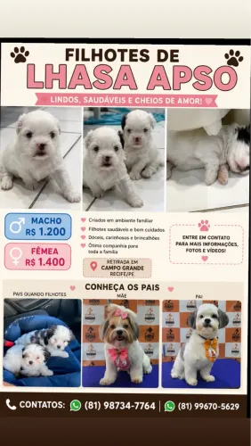 FILHOTE DE LHASA APSO