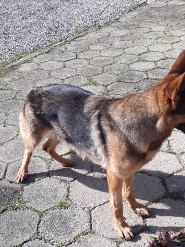 ANIMAIS DE ESTIMAÇÃO