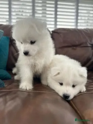 Filhote de cachorro Samoieda super dócil e temperamento equilibrado