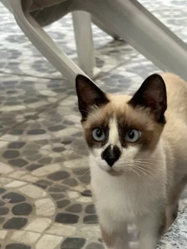 Gatos siameses gêmeos para adoção 