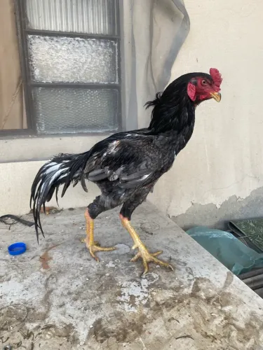 Galo Índio e galinha Índia