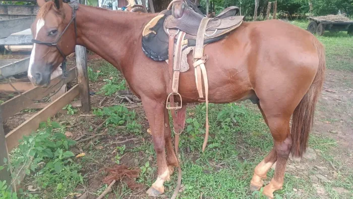 Cavalo Alazão manso domado