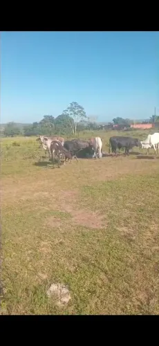 12 Garrotes mestiço São Sebastião Do passe R$ 2,800,00