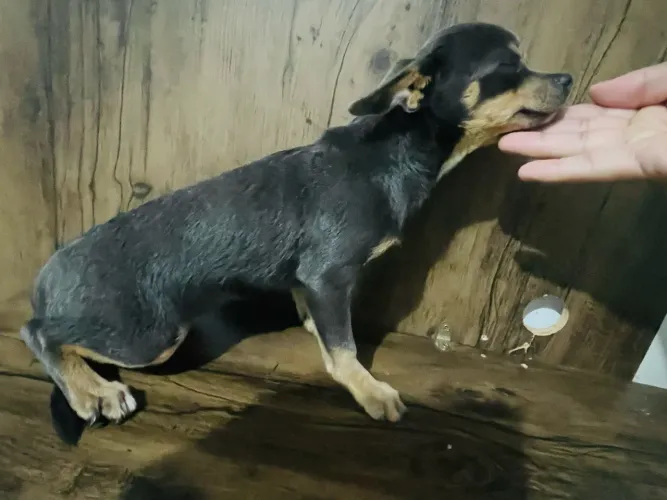 Chihuahua mini fêmea
