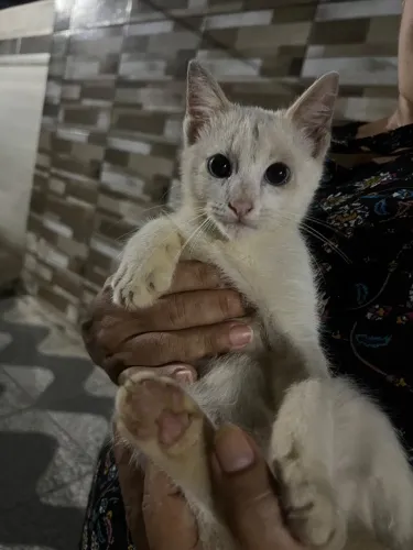 Gato para Doção 