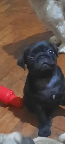 Vendo linda filhote de Pug pretinha,padrão da raça